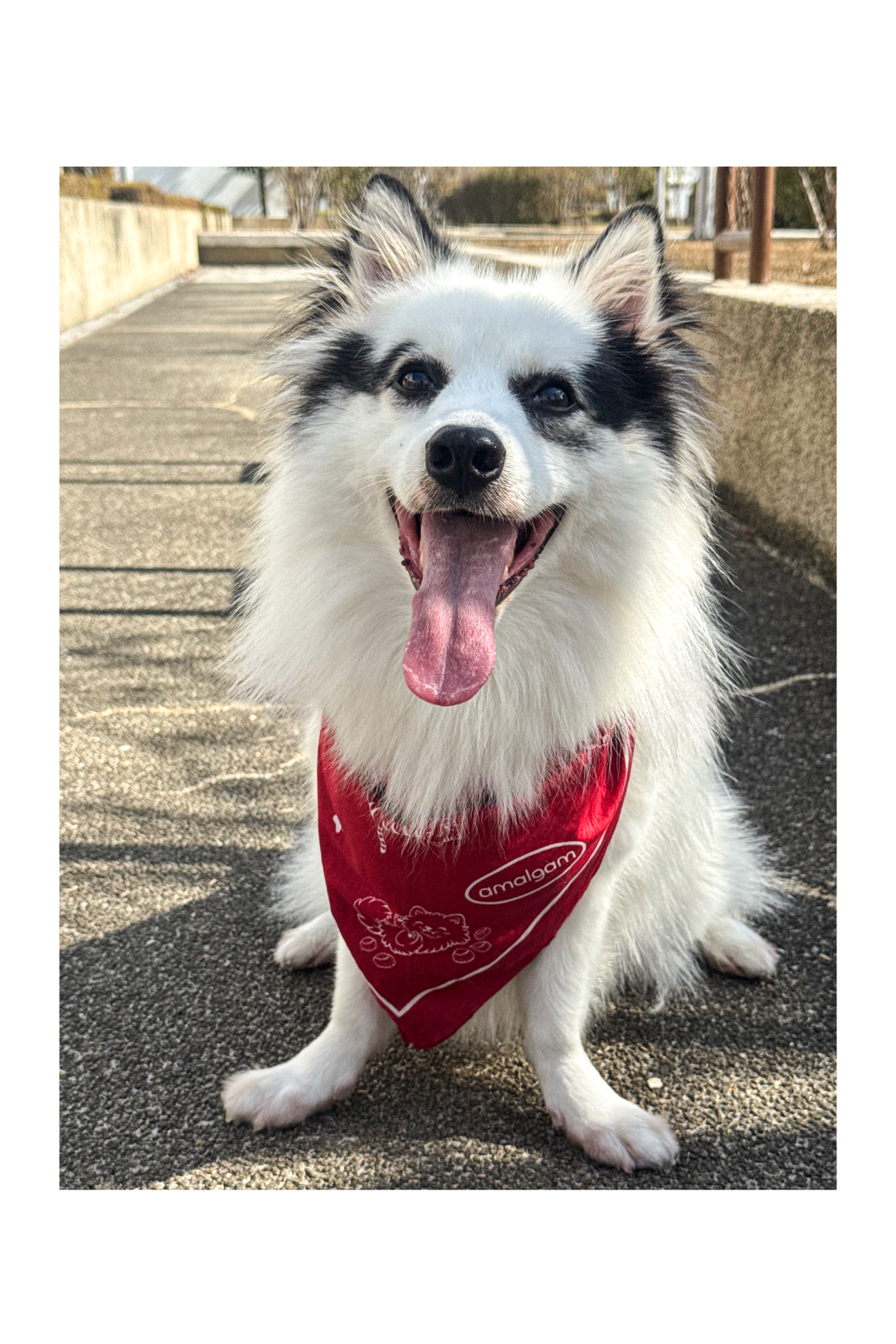 旺鱼 Pawsperity Square Bandana