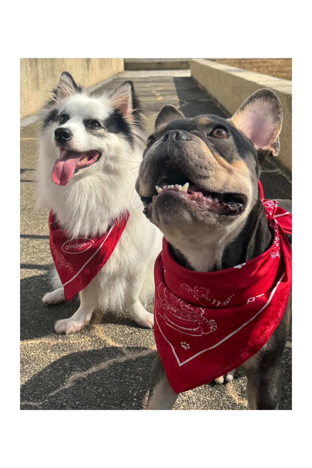 旺鱼 Pawsperity Square Bandana