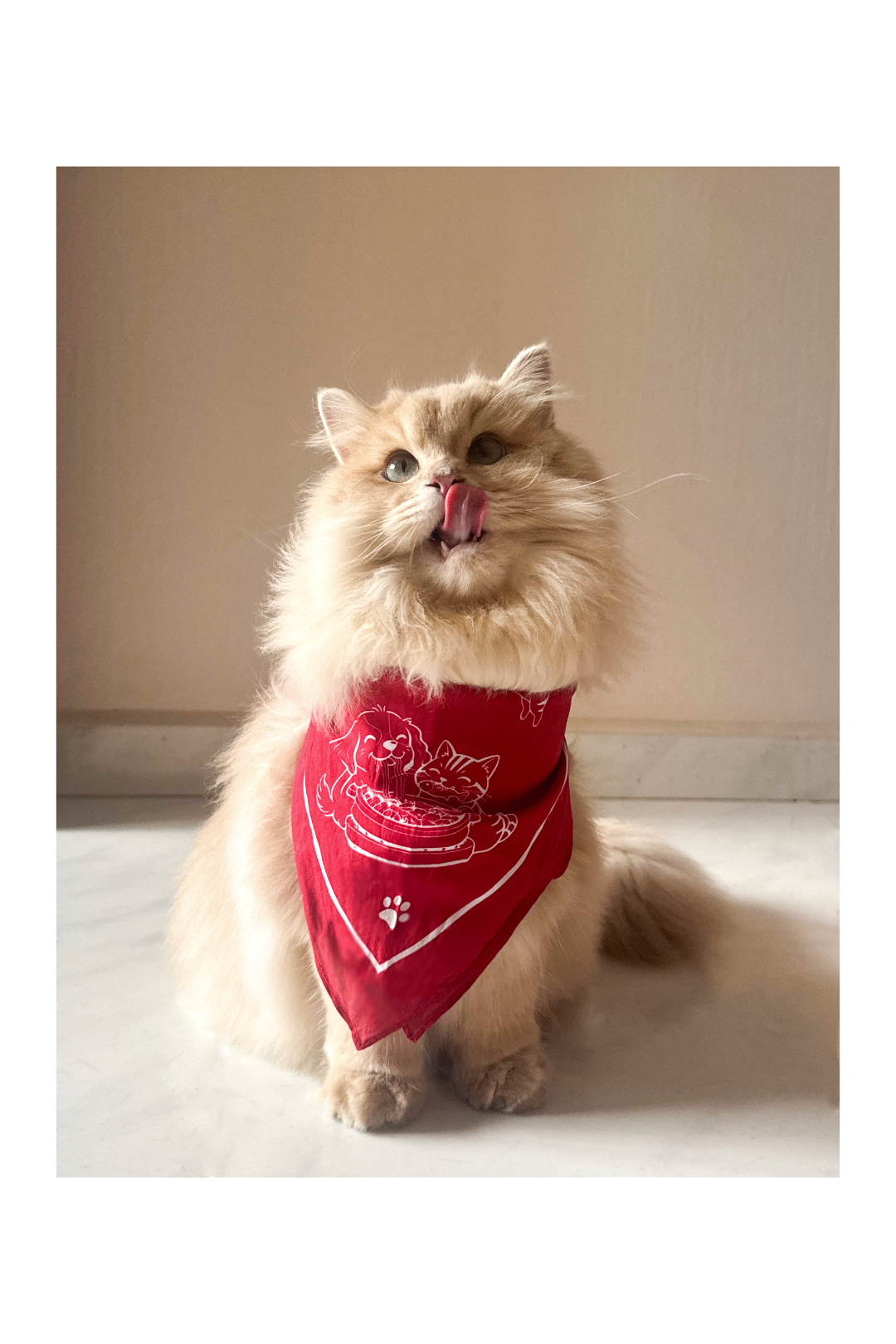 旺鱼 Pawsperity Square Bandana
