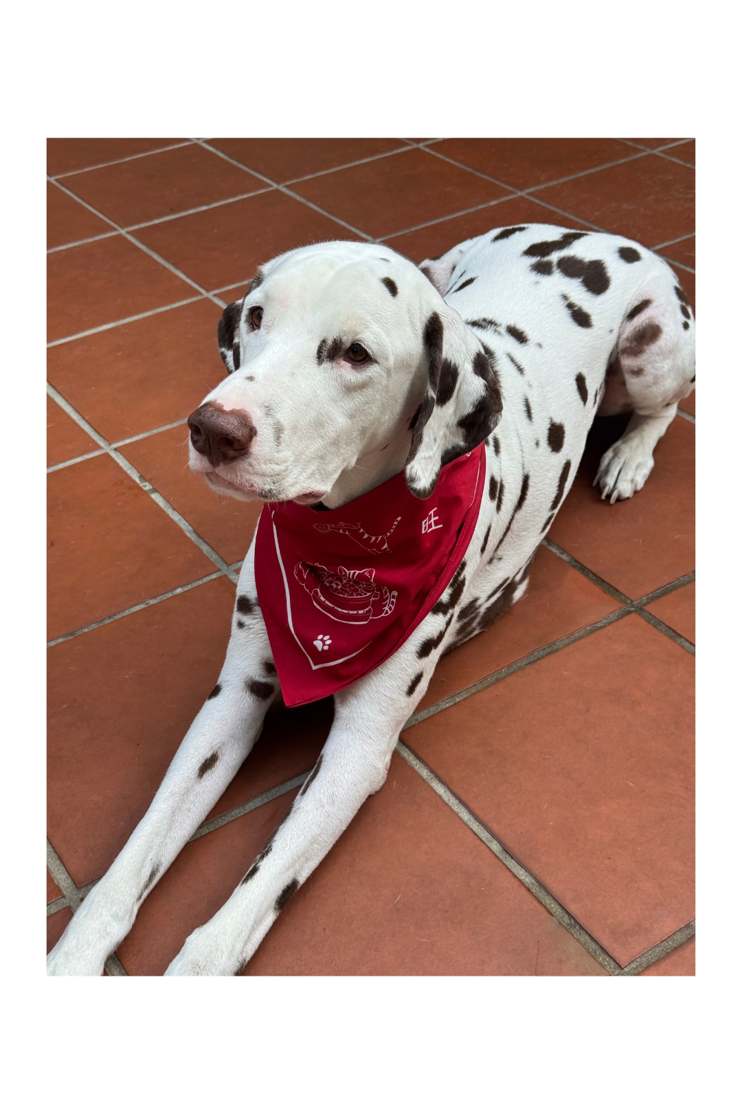 旺鱼 Pawsperity Square Bandana